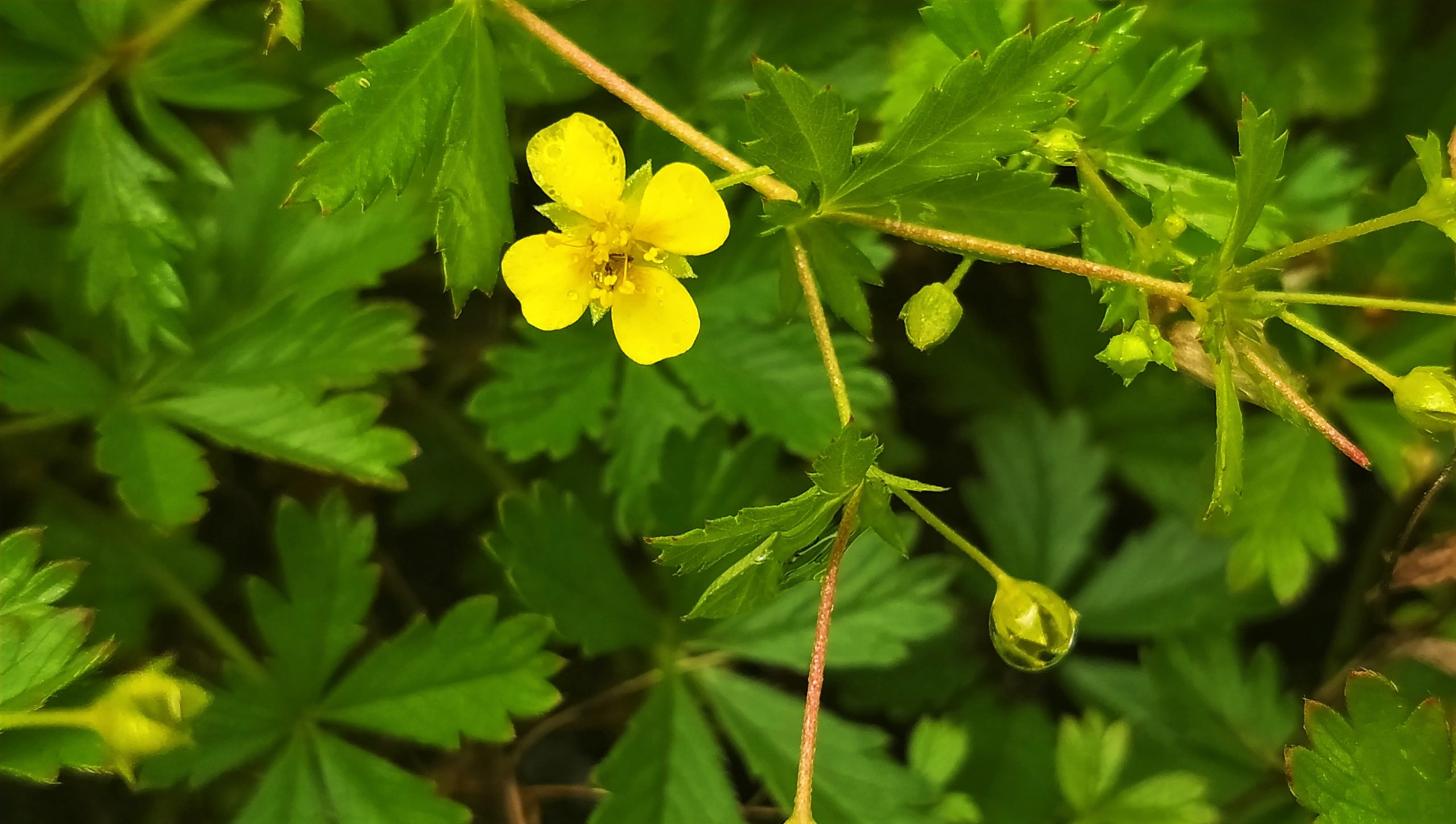 Pięciornik kurze ziele (Potentilla erecta) Beskidzki Dom Zielin
